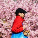 【写真】2017年の桜〜熱海・渋谷・代々木公園・伊豆山神社