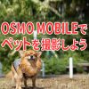 【ガジェット】OSMO MOBILEでペットを撮影しよう！