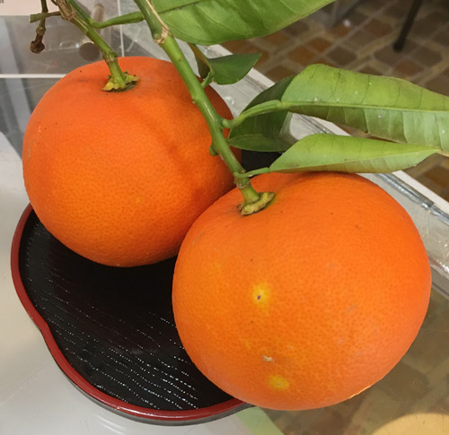 橙は、熱海の特産品