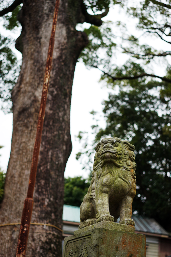 多賀神社 狛犬