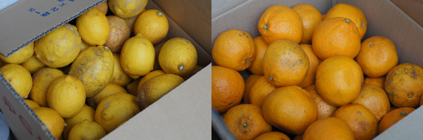 和歌山の柑橘を使用