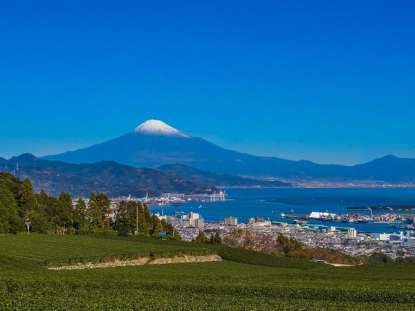 AC_静岡県富士山と茶畑
