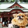 【熱海】来宮神社のお休み処でインスタ映え！
