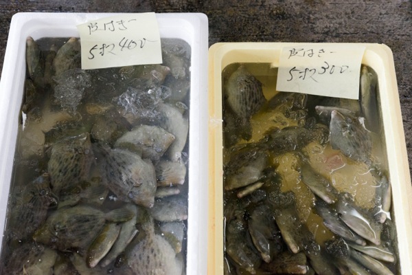 熱海魚祭り04_カワハギ