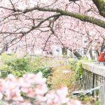 【熱海】日本一の早咲き！あたみ桜が見頃